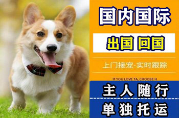 聊城市宠物托运公司聊城市宠物托运公司聊城市宠物托运公司