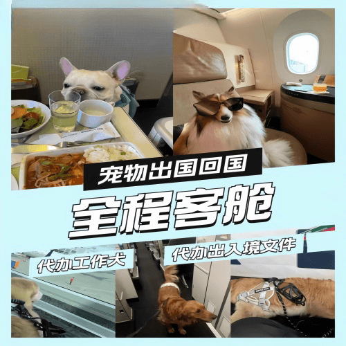 聊城市宠物托运到白俄罗斯宠物入境规定和要求